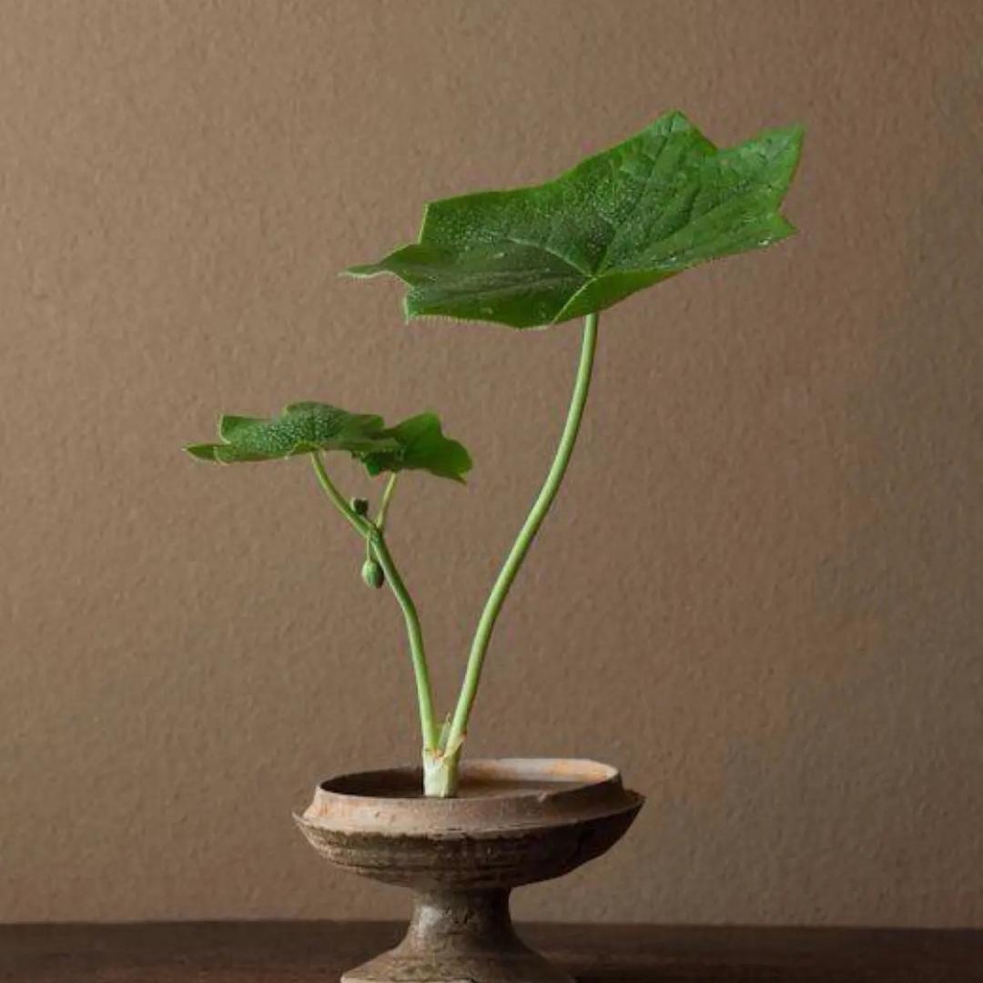 玉叶严选百货