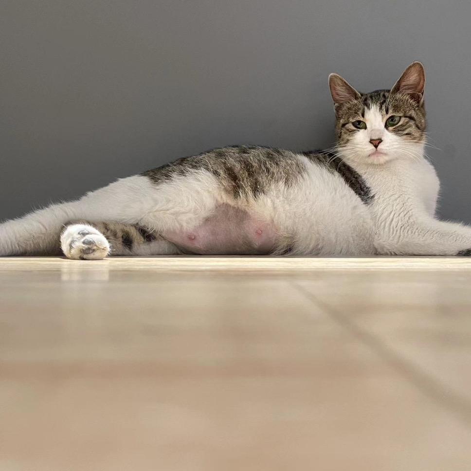 十只猫咪