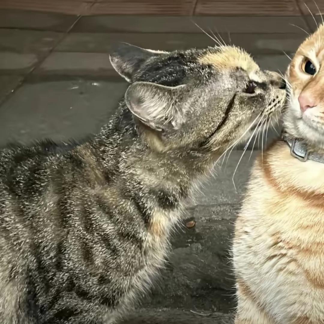 爱吃榴莲的金妮