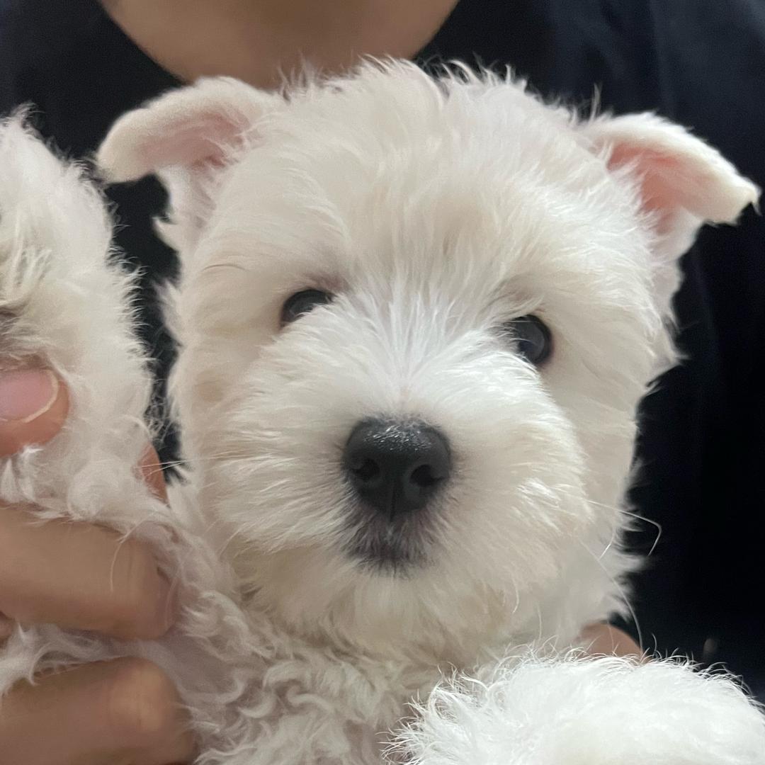 成。