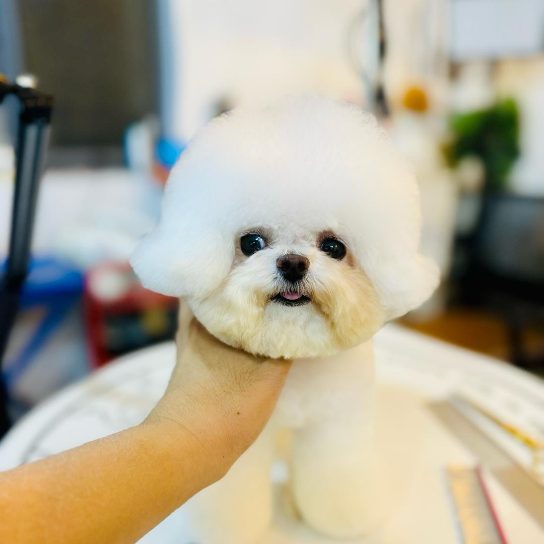 比熊MM（缪缪）