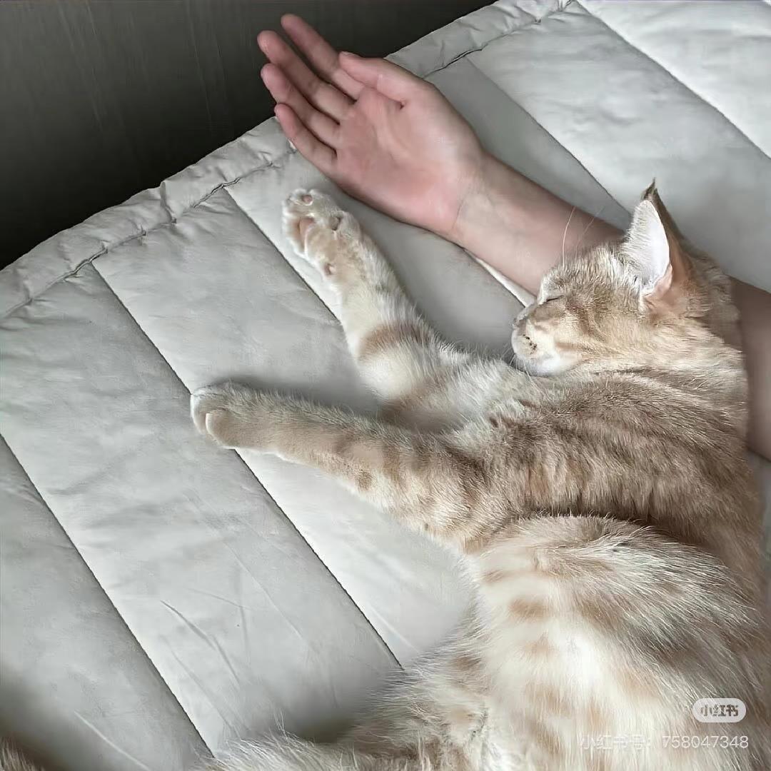 @一只鱼。