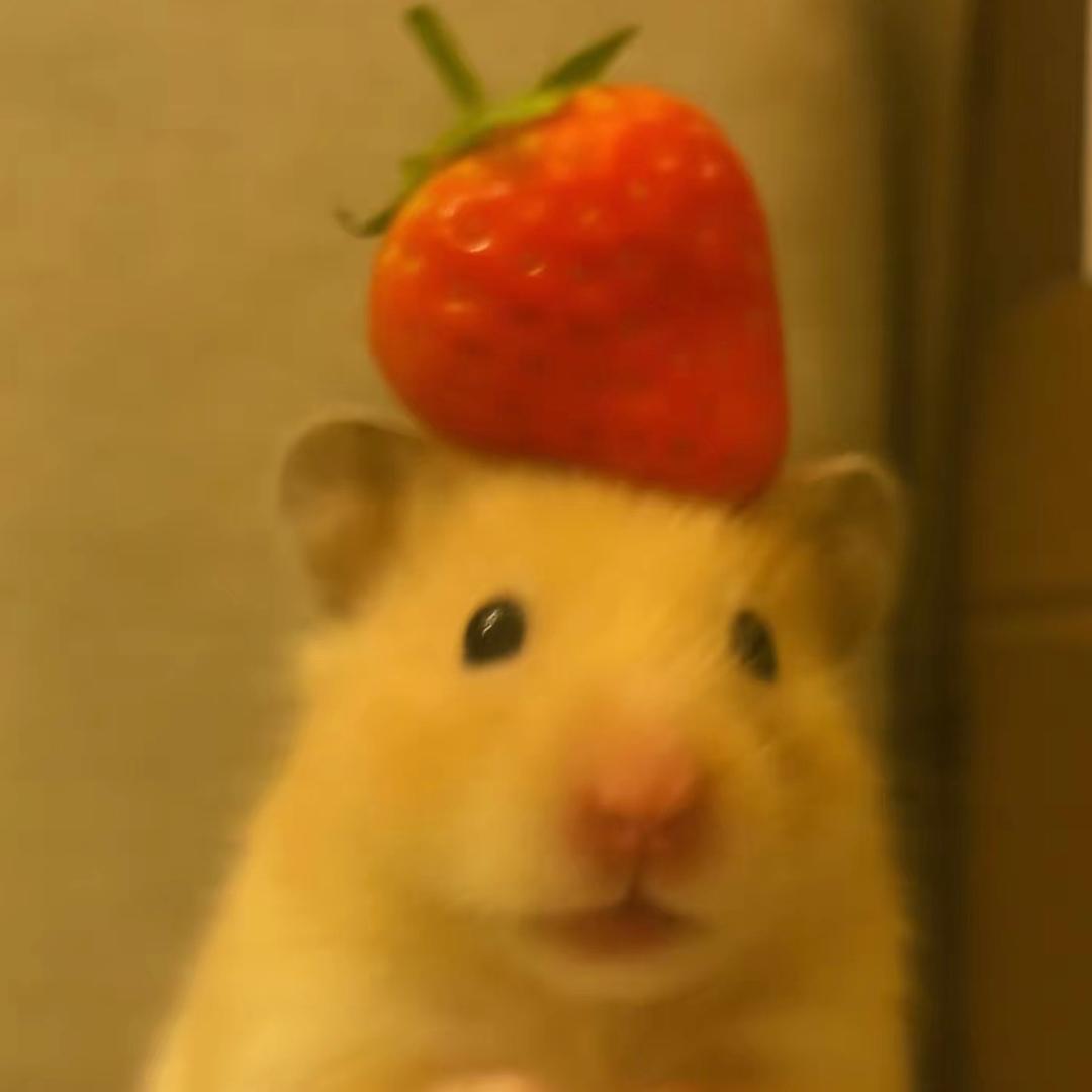 🐹沫舒茗