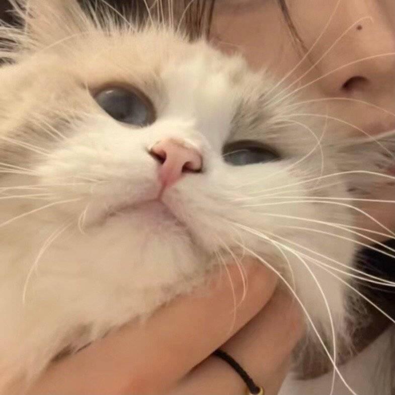 帥仔