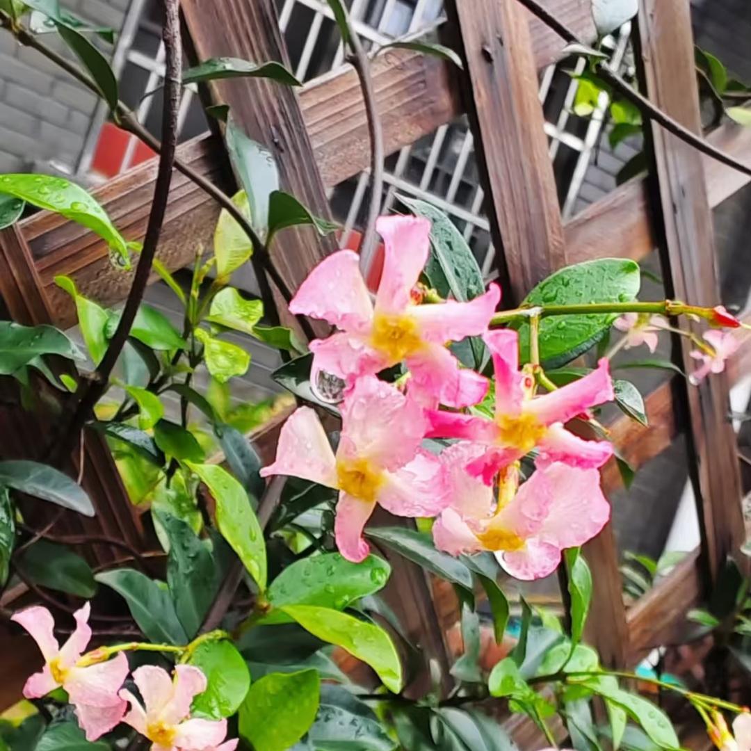 蕊蓓恩花艺坊