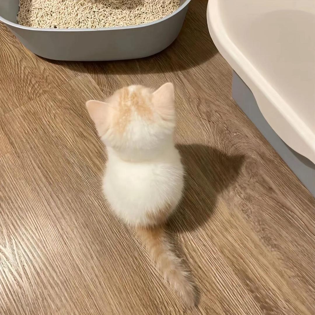 抹茶脑袋