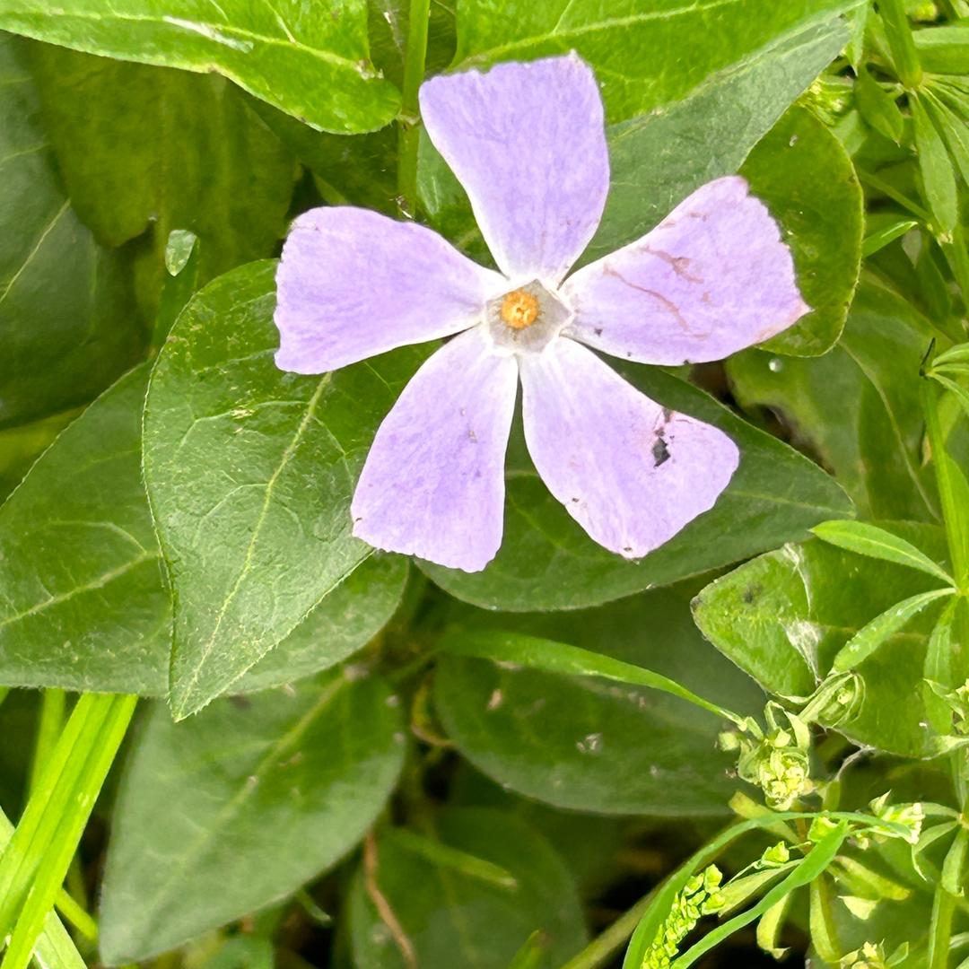 小锅锅
