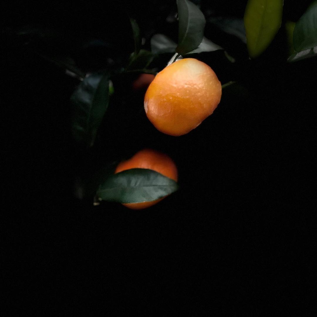 红尘来去一场梦