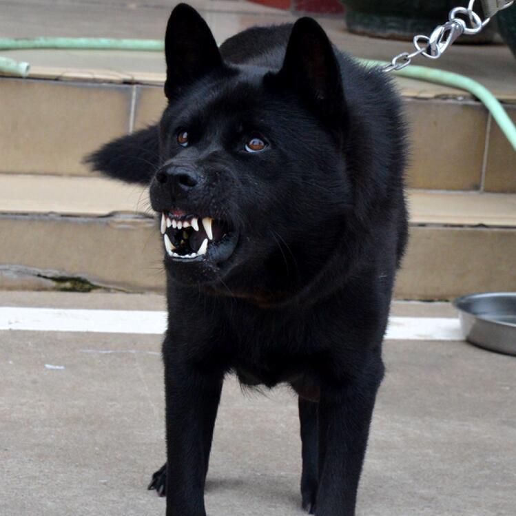 霸克老爹、原始纯种田园犬繁殖