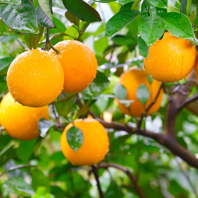 赣南脐橙🍊