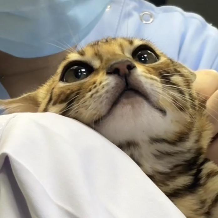 豚豚的猫