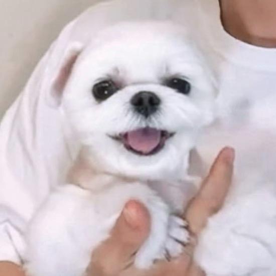 青青草原第一块青草蛋糕