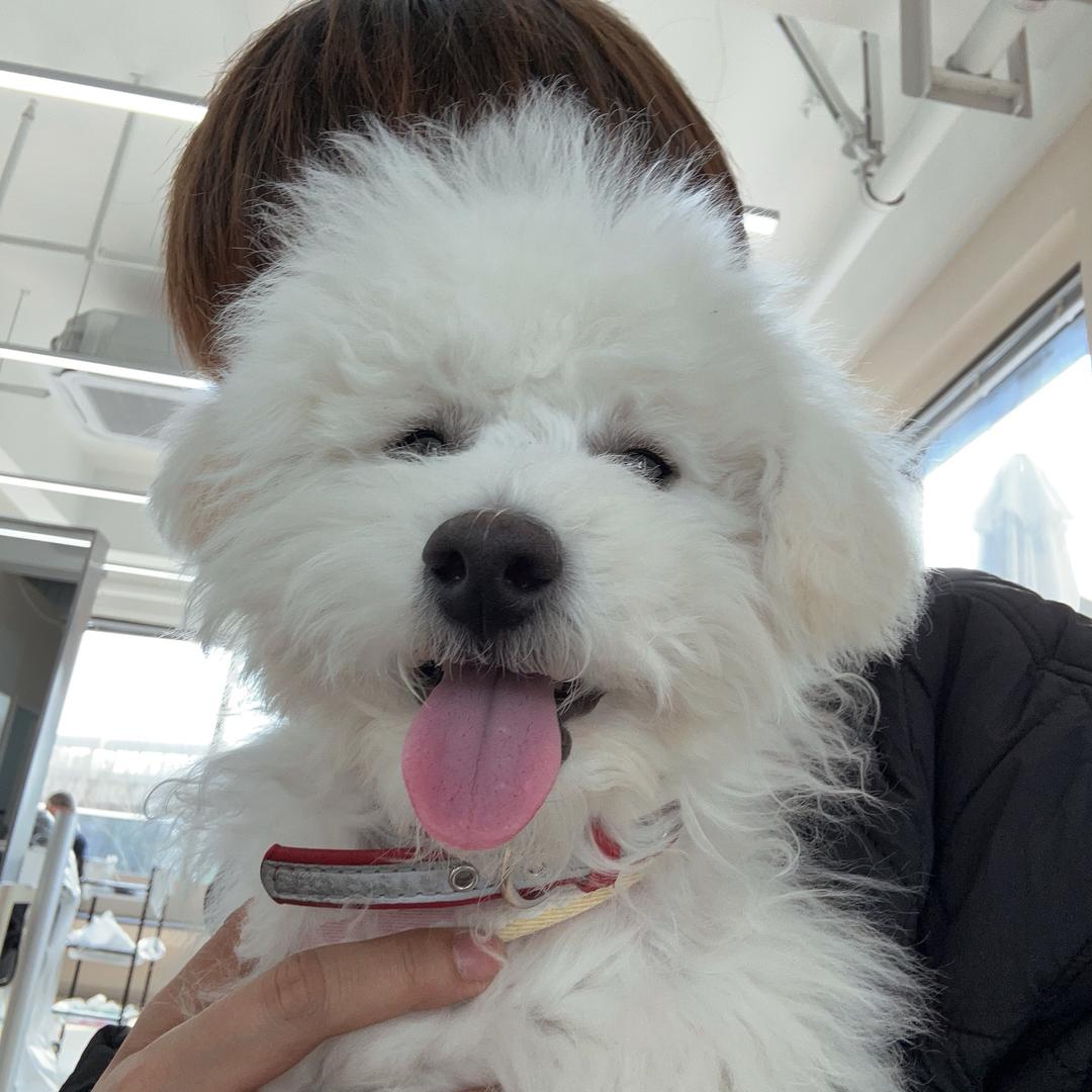 年糕小狗有话说