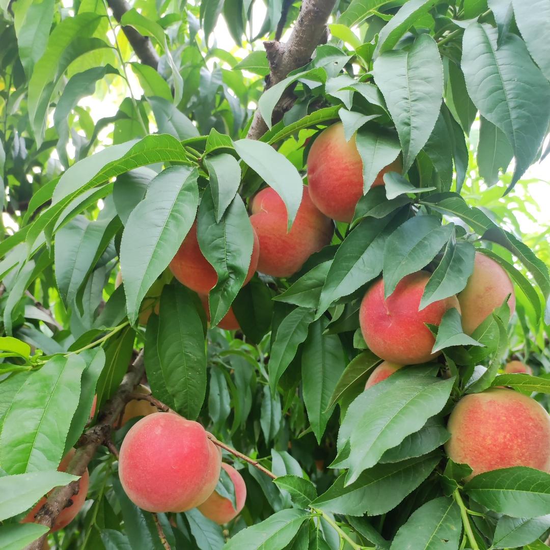 徐小哥水果苗木