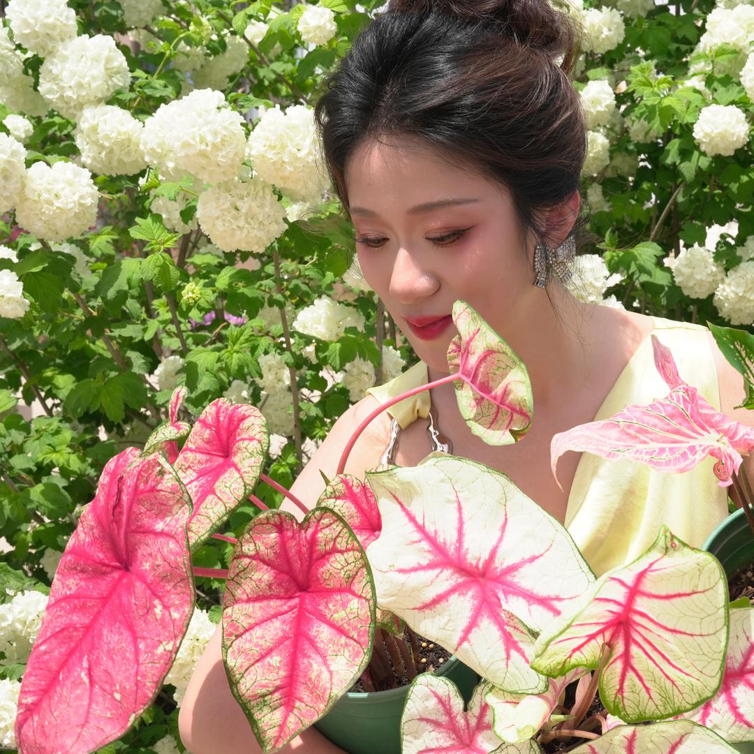 ZY·PLANTS植芋结界