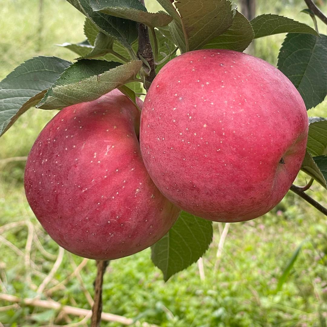 🍎陆陆的土特产
