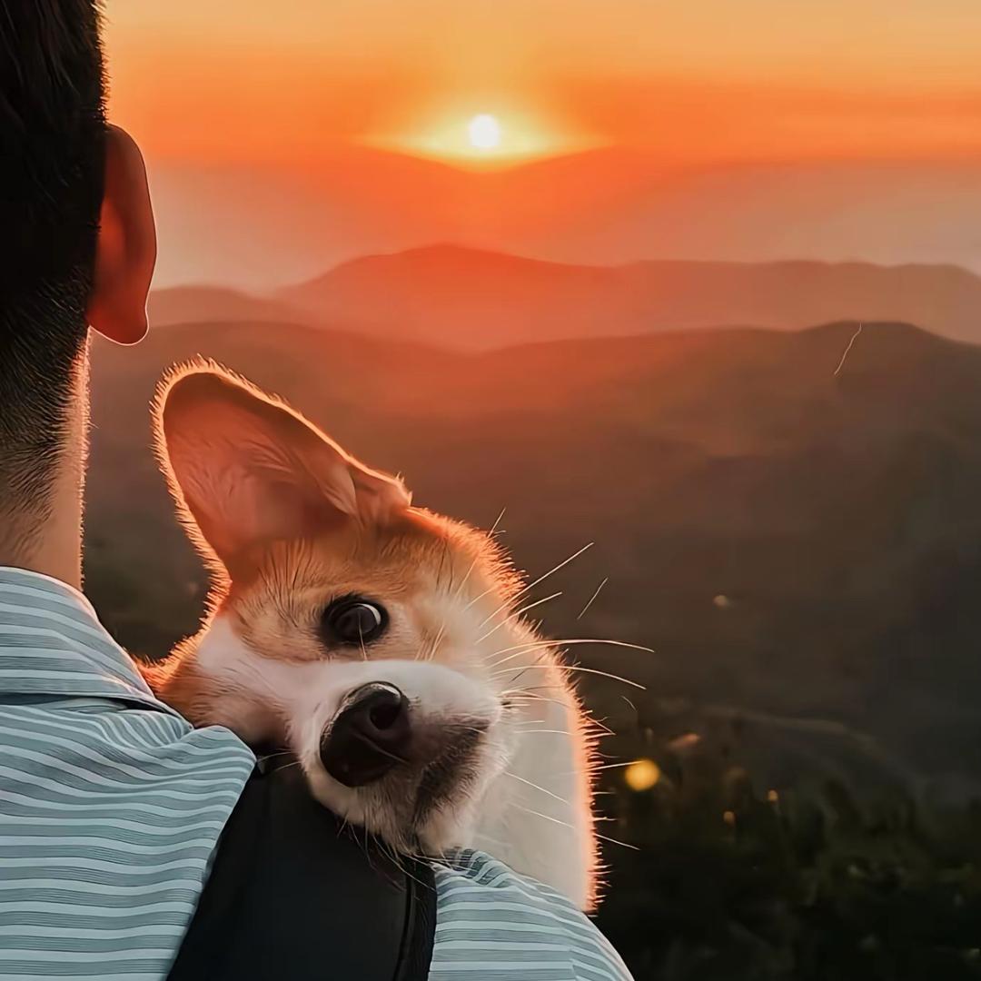 铭鹤