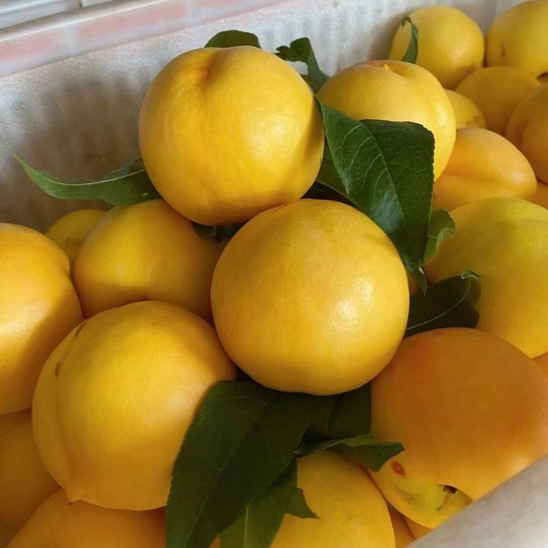 河北饶阳涛子果蔬代办