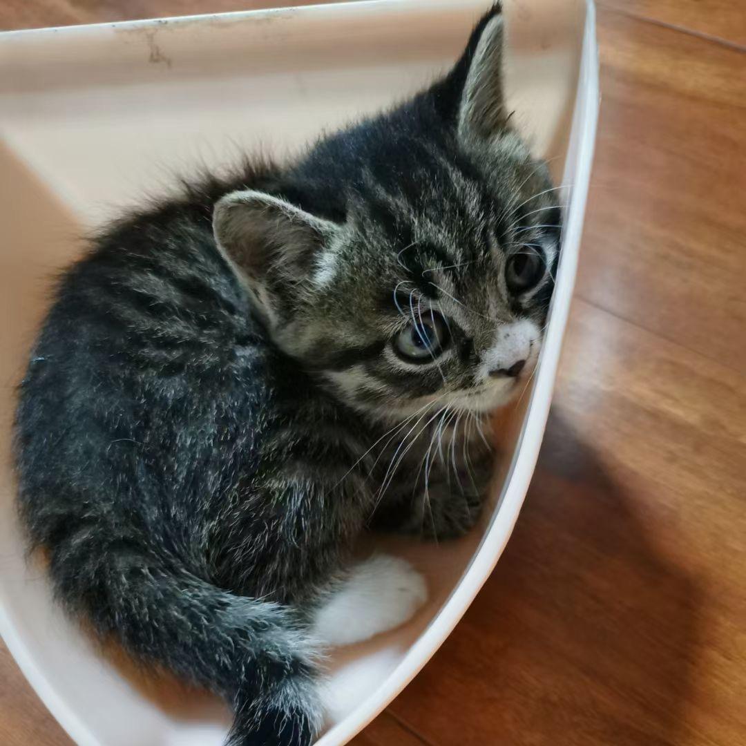 DR.油油猫狗粮