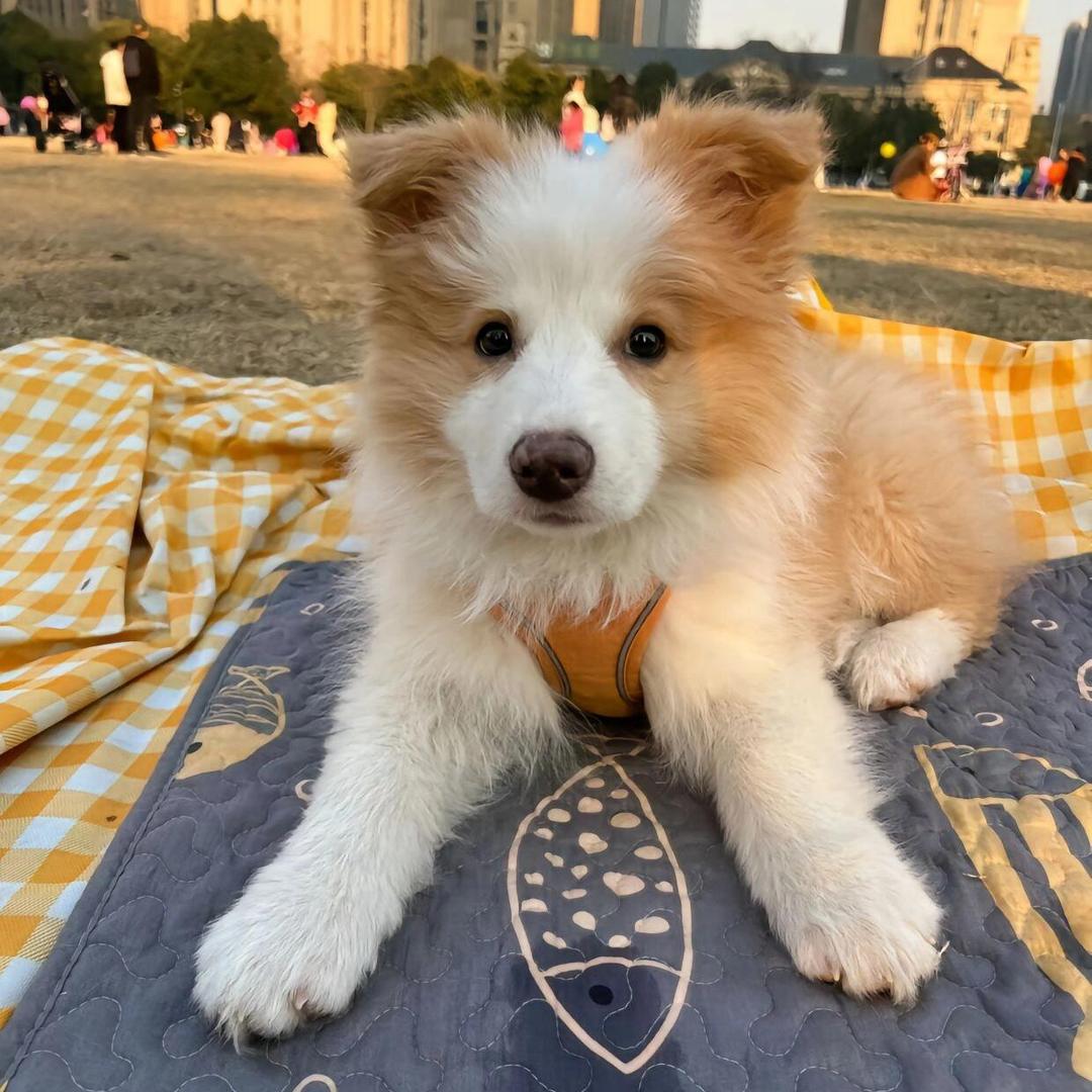 爱尚边牧犬舍