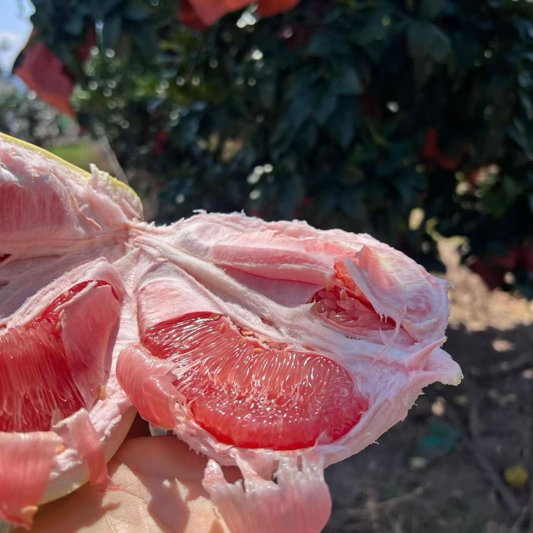 重生之我在平和卖蜜柚