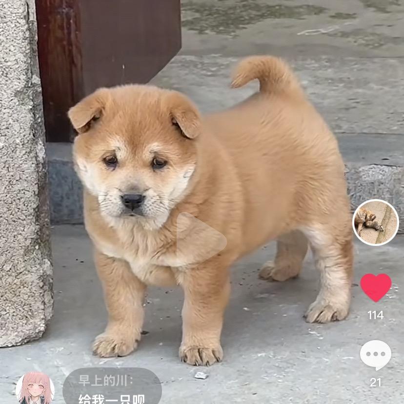 田园犬之家华