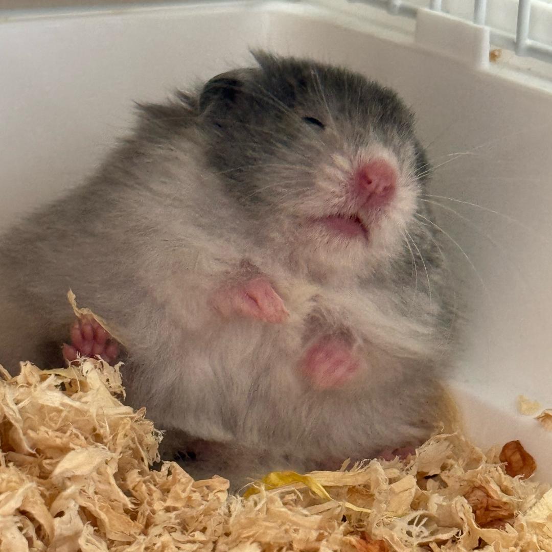 火燎腚and夜里欢🐭