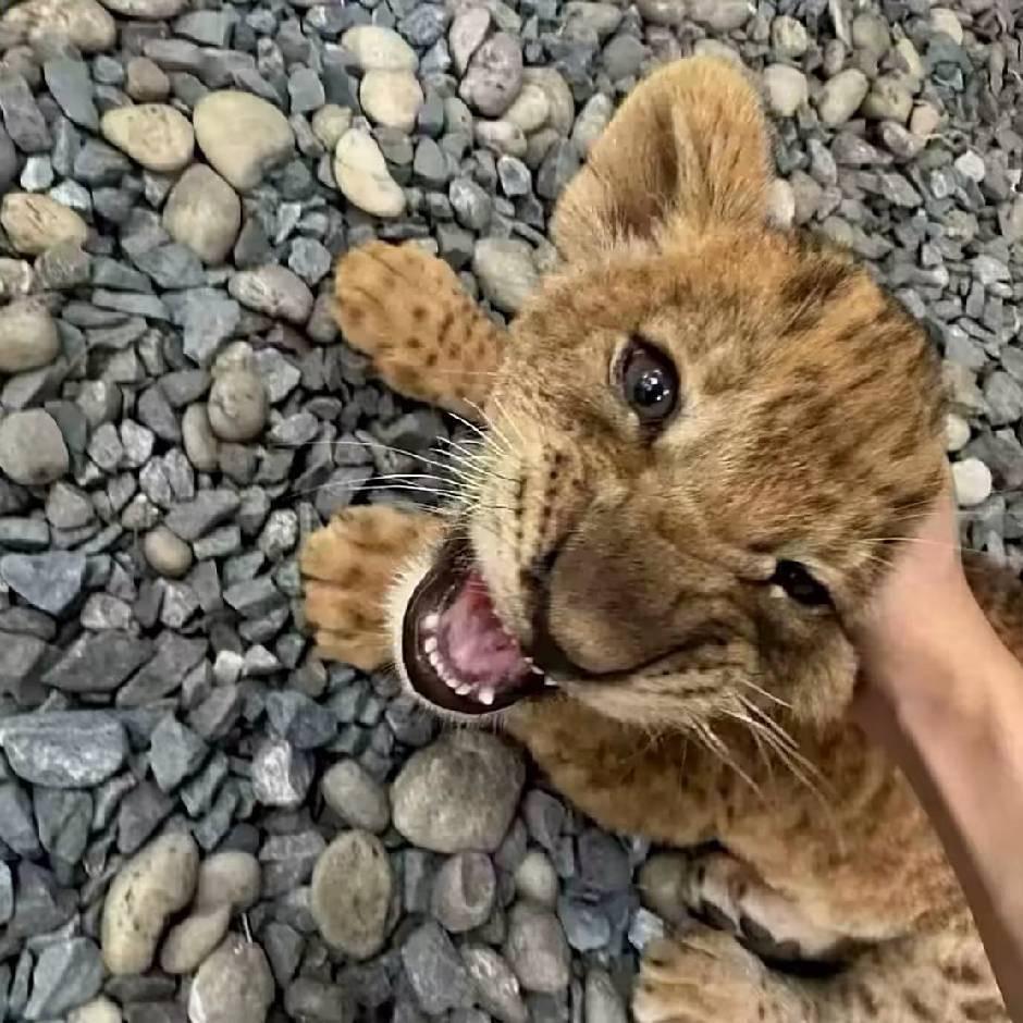 小意