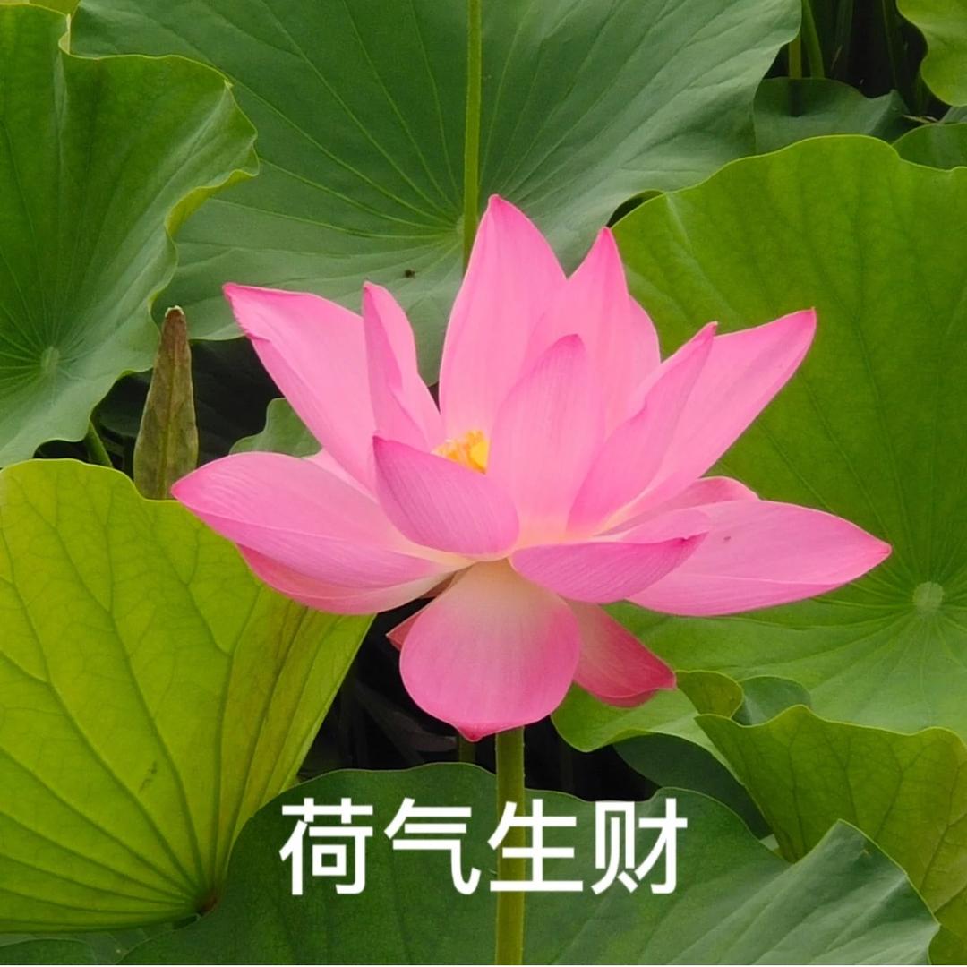 风华正茂