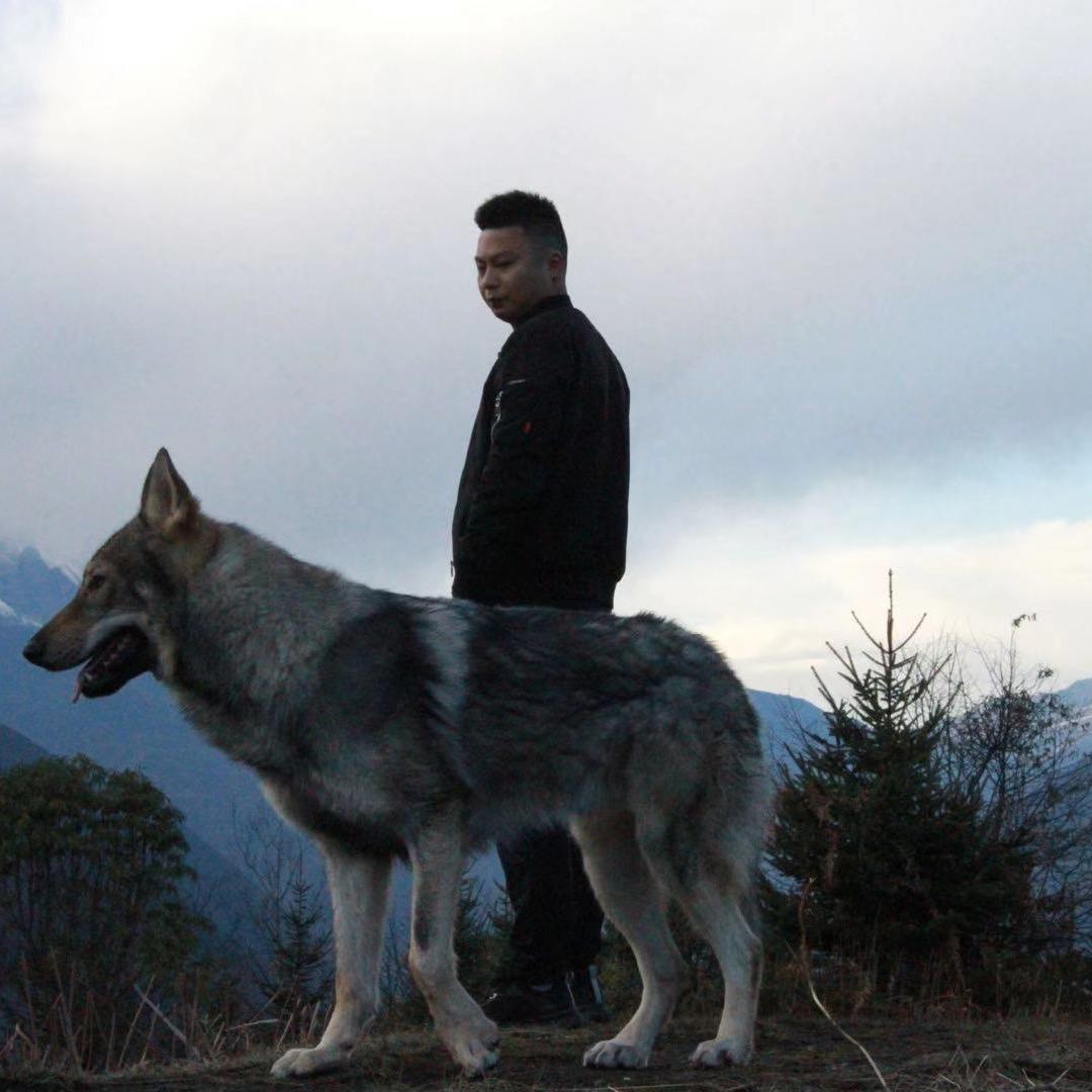 贝诺「金毛」犬舍成都