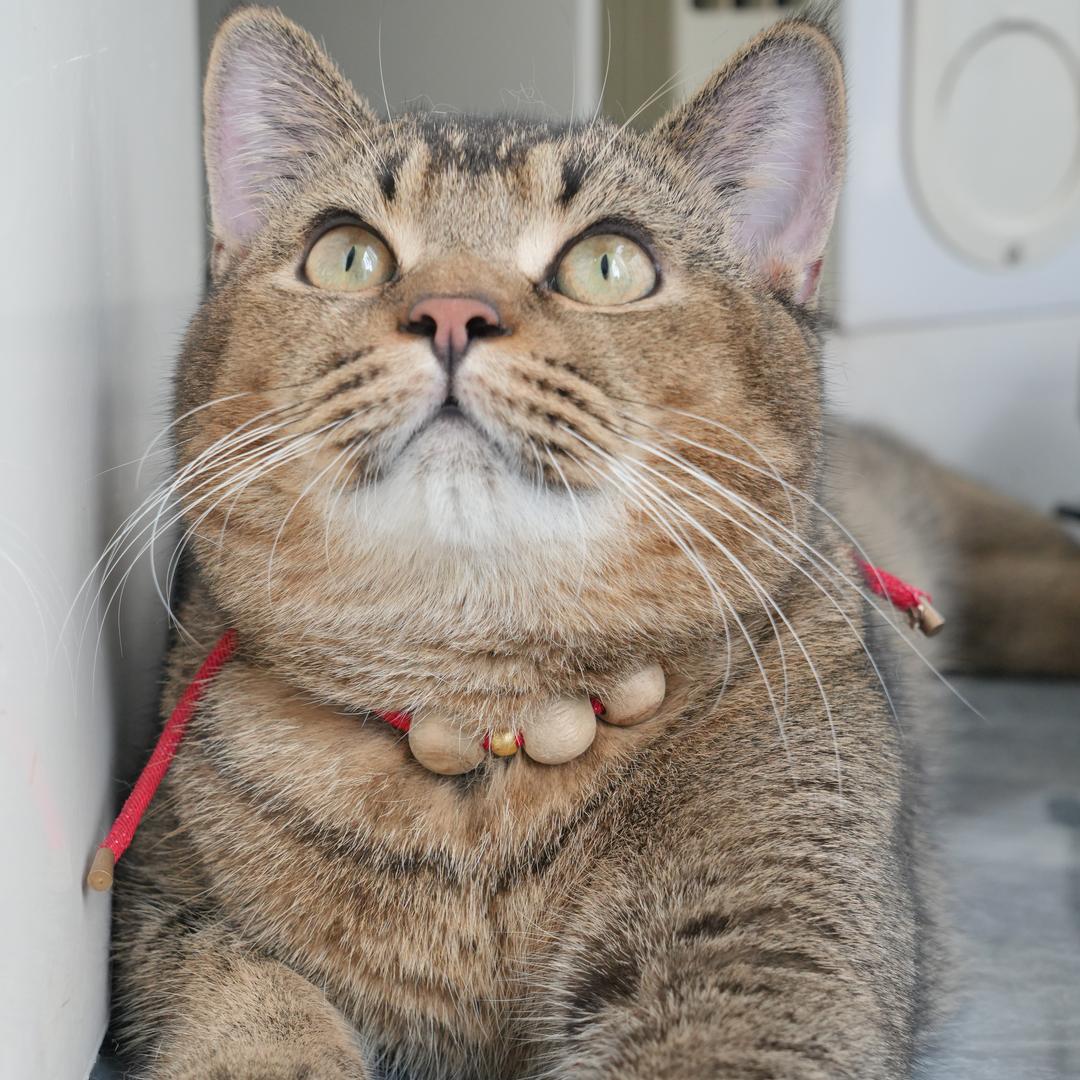 七宝琉璃猫砂