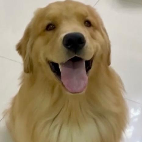 小歪之家-金毛犬舍