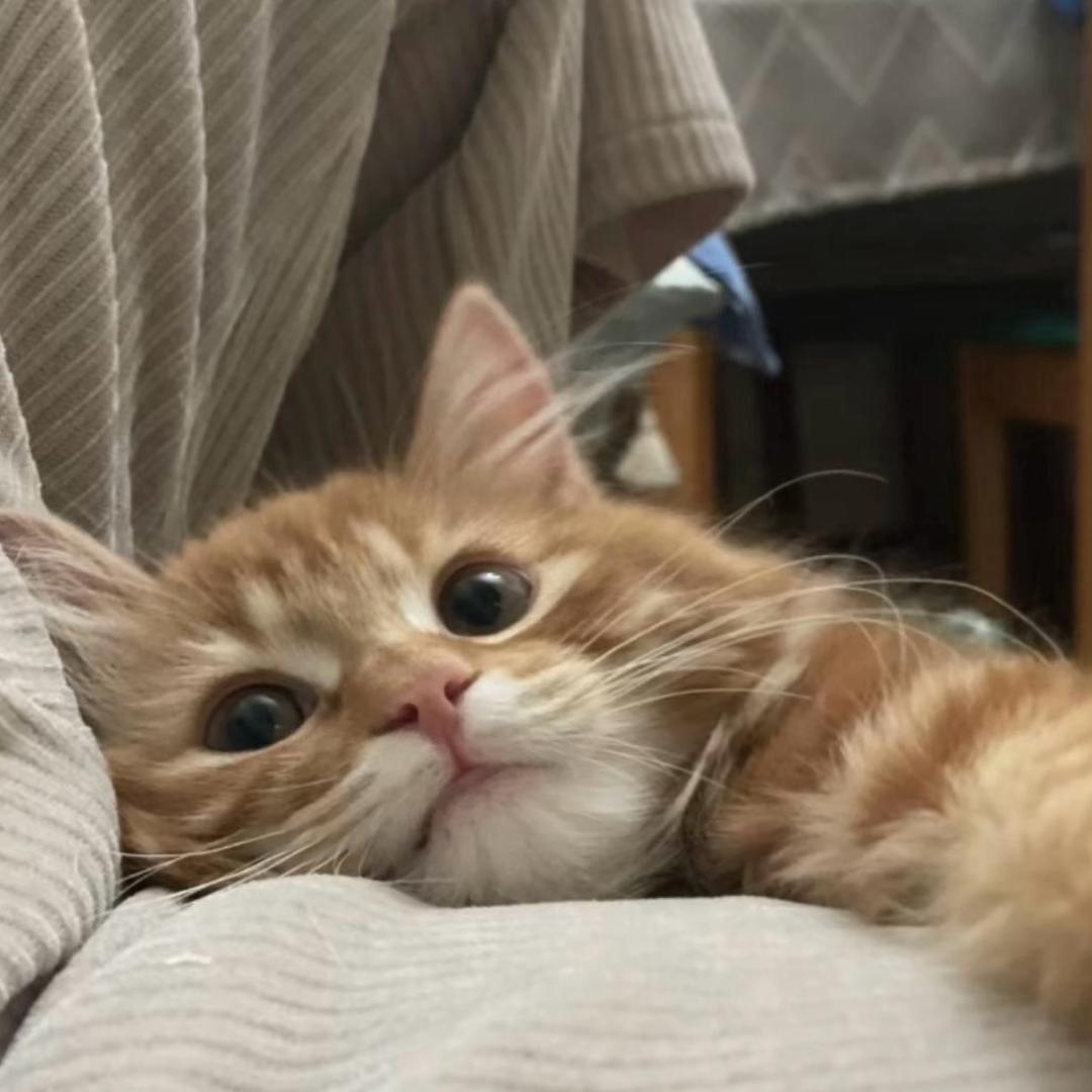 我奶常扇赵子龙