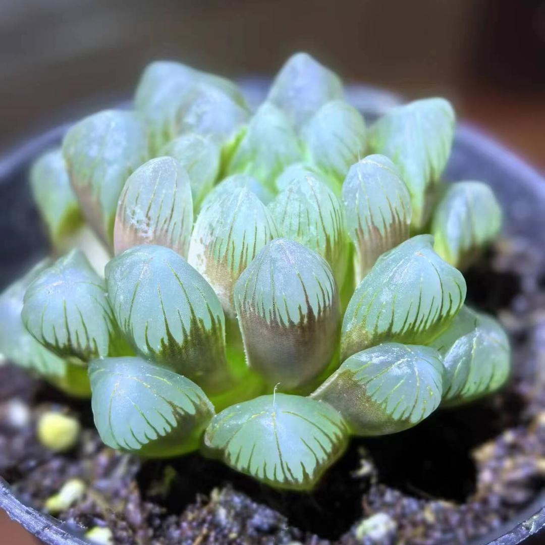 多肉植物园