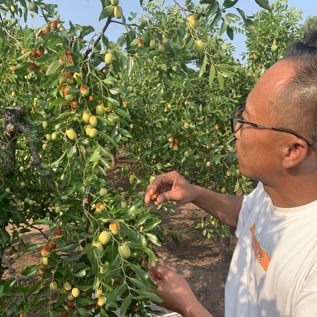朝阳平顶大枣