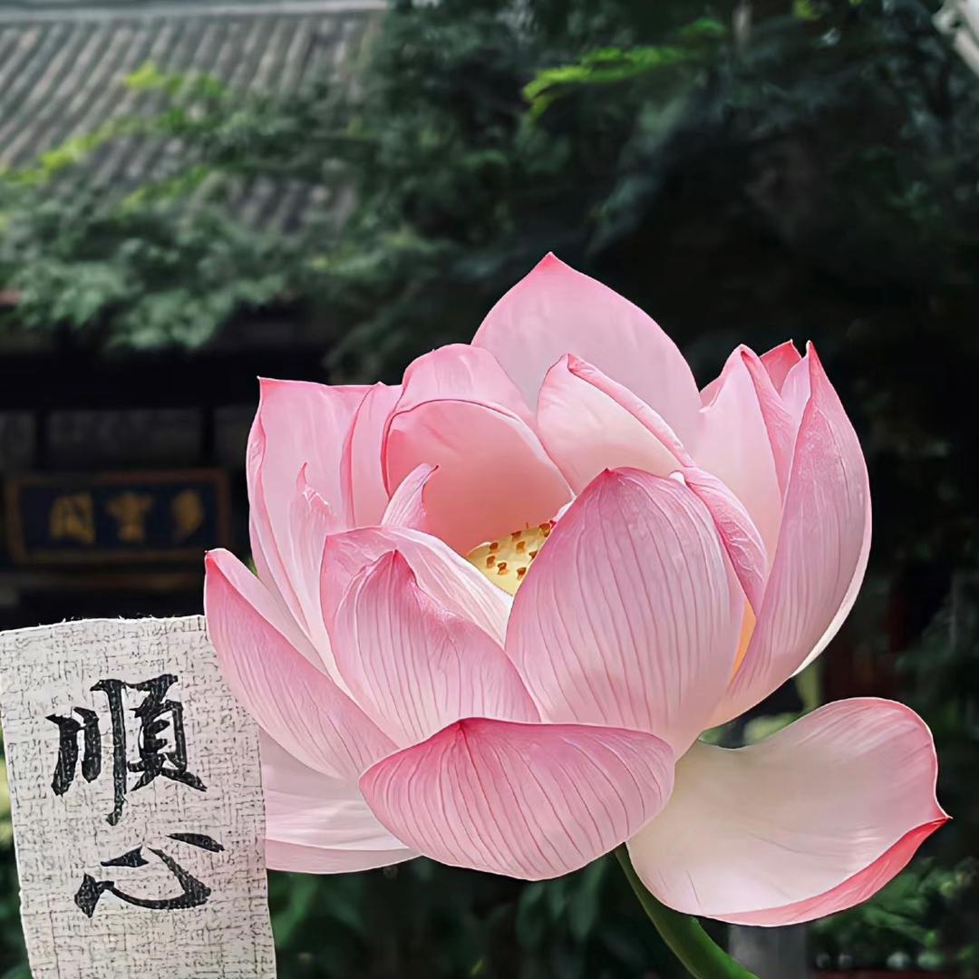 灵汐老师
