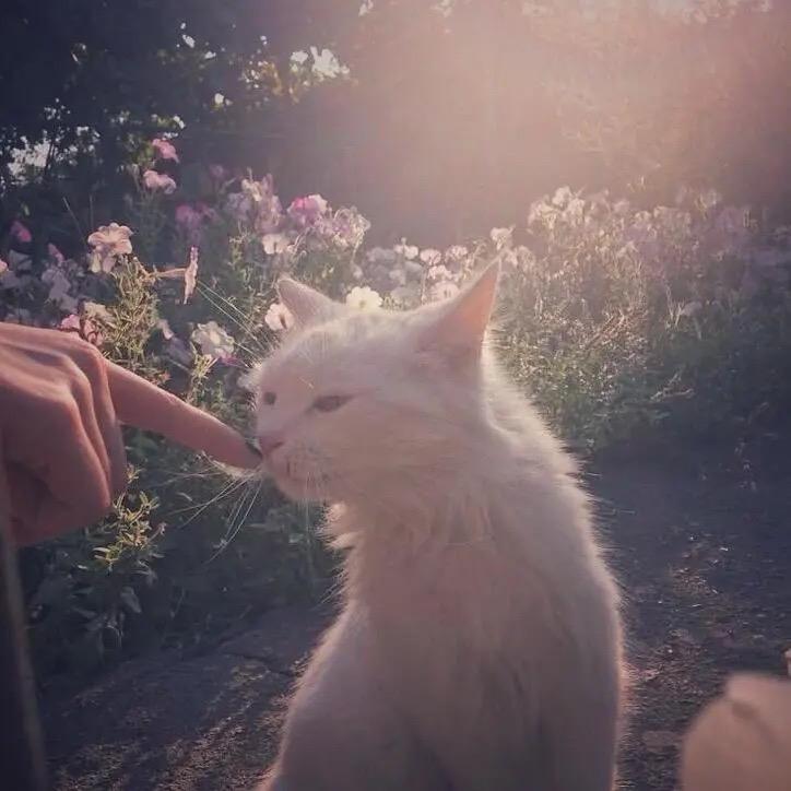 你俩快点kisssss呀