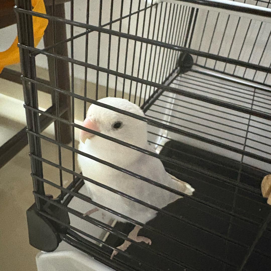 喵