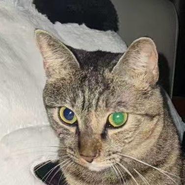 和平精英—沙猫🐱（赛季中破产版）