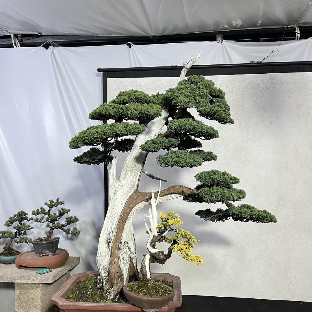 艺村盆景园