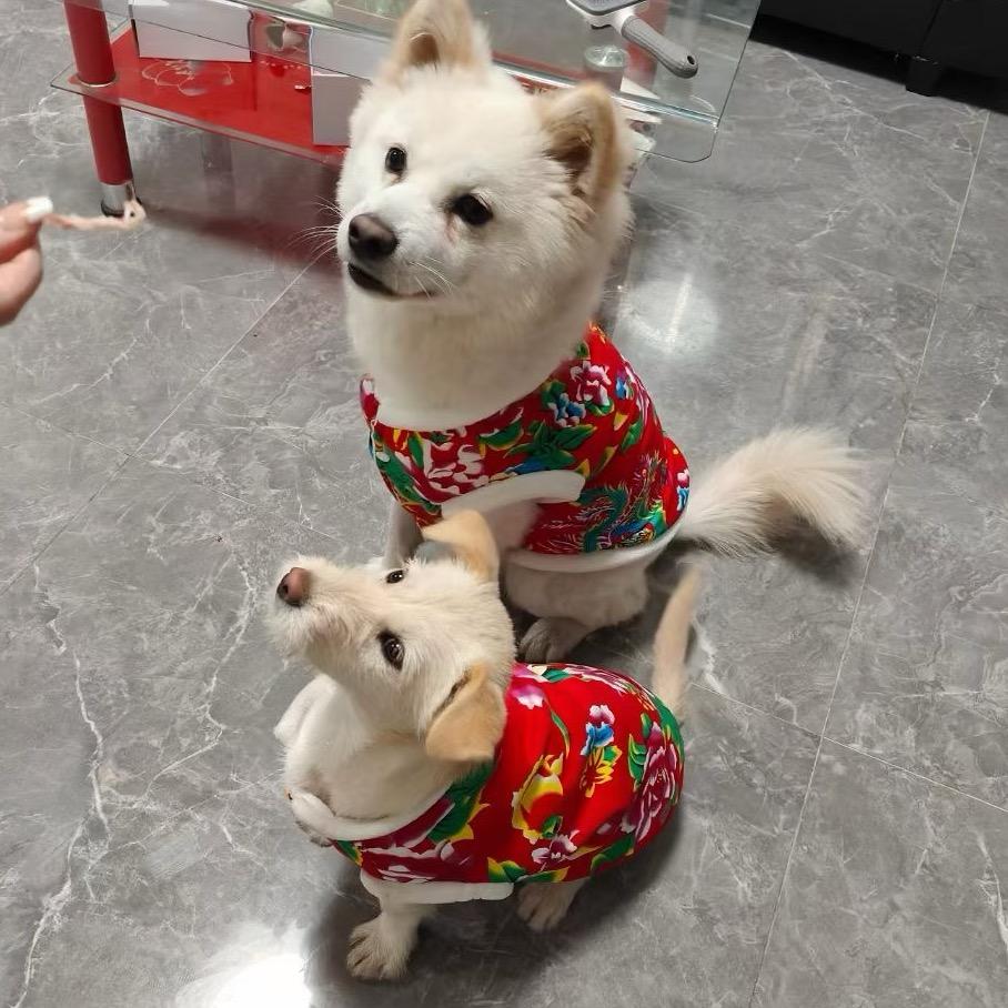 奶黄馒头是土狗