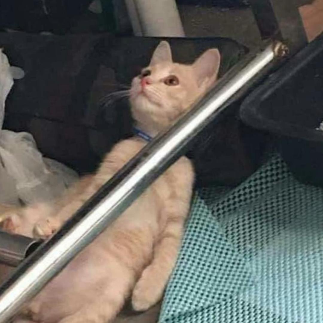 Takoooo