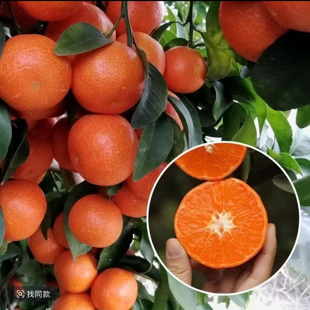 郡昂盼盼果树苗木专卖店