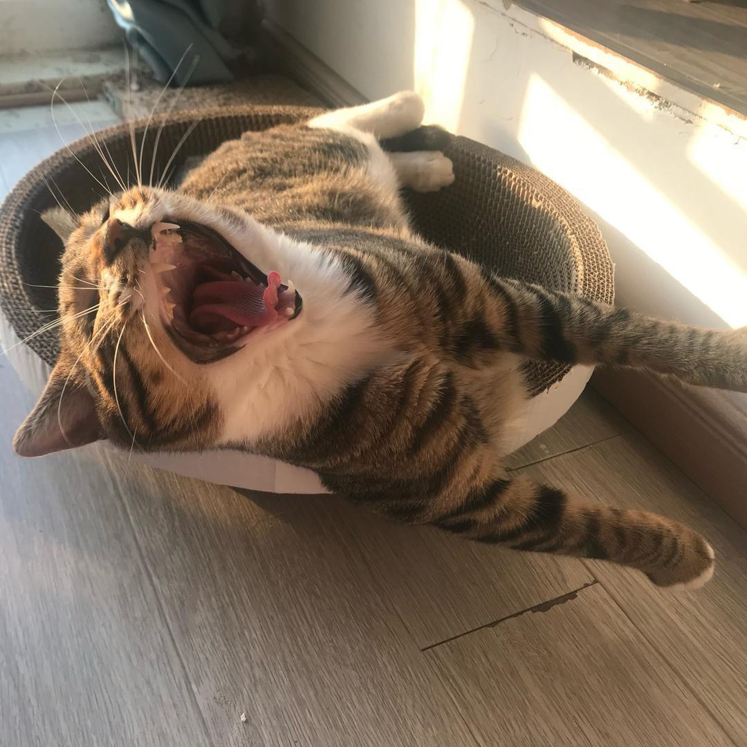 可可不可爱🐱（可可寿司接预定）