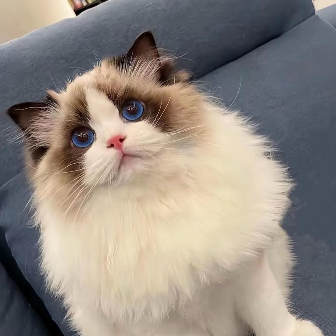 许开心麻麻