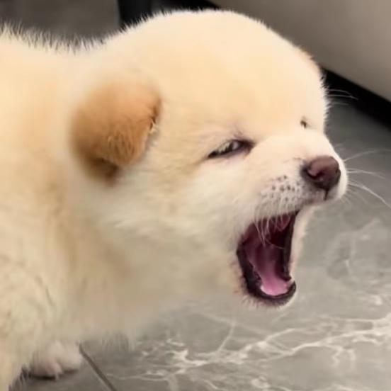 大虎虎（宏胜旺犬）