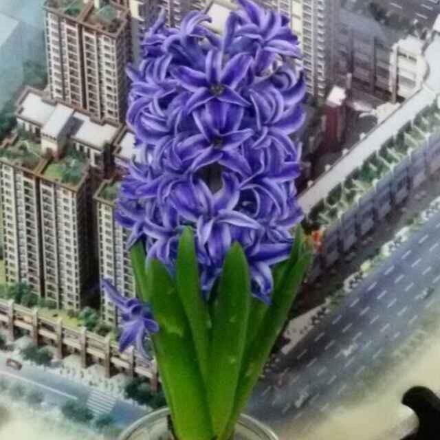老八