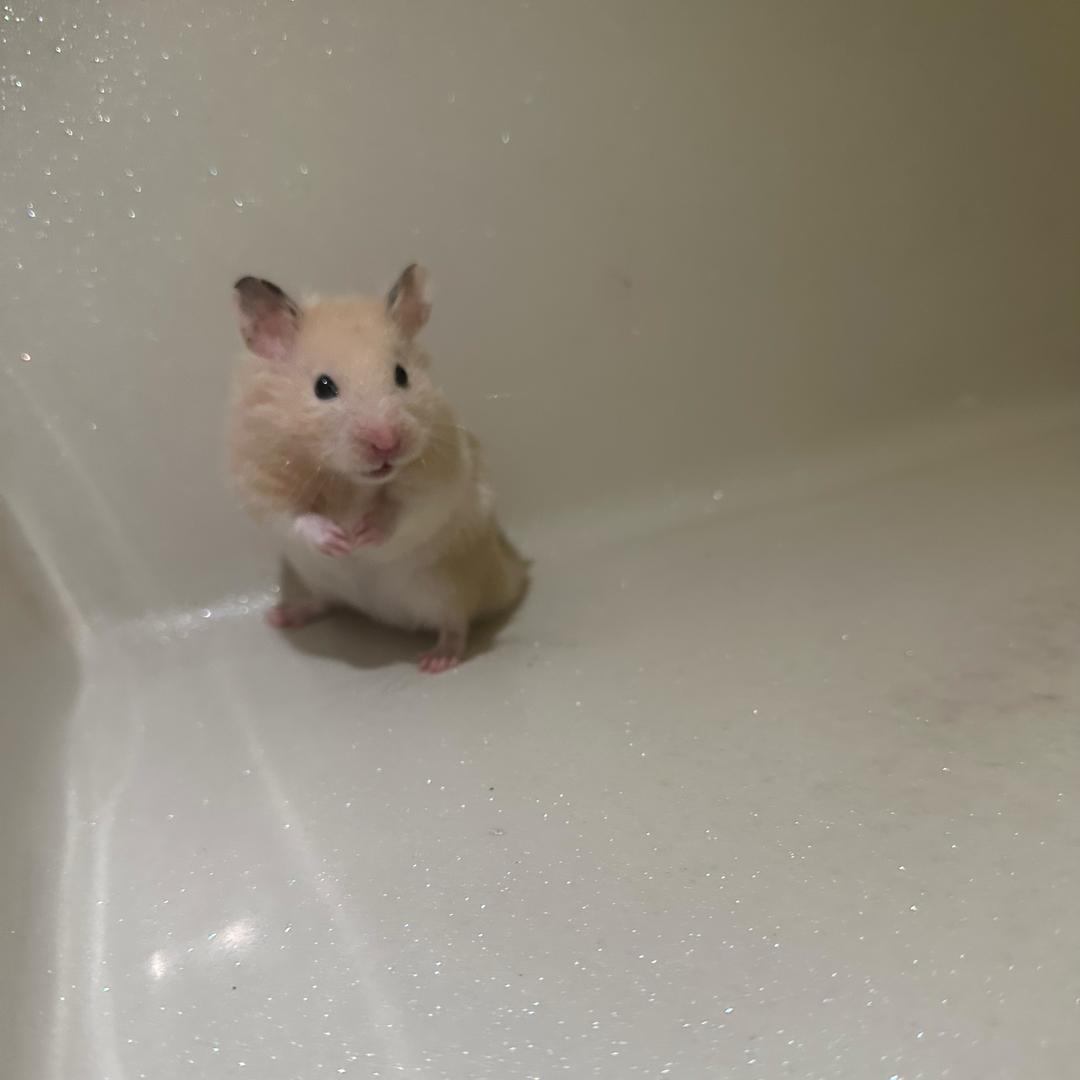 小仓鼠的越狱生活