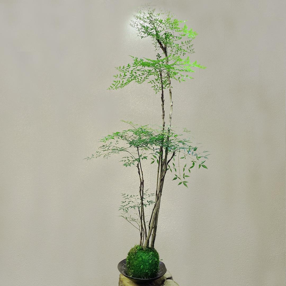 阿牛绿植园艺