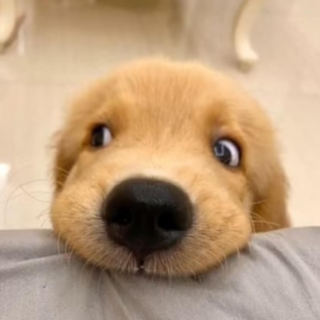 红烧小逗付
